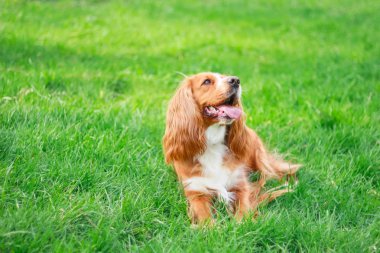 Spaniels insanın en iyi dostu yavru