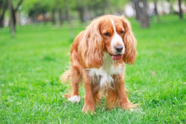 Spaniels insanın en iyi dostu yavru