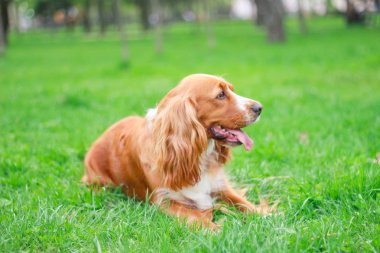 Spaniels insanın en iyi dostu yavru