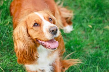 Spaniels insanın en iyi dostu yavru