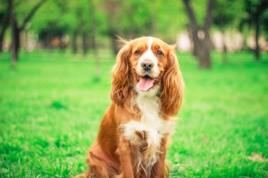 Spaniels insanın en iyi dostu yavru