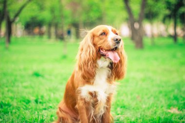 Spaniels insanın en iyi dostu yavru