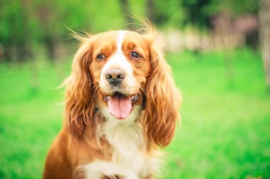 Spaniels insanın en iyi dostu yavru