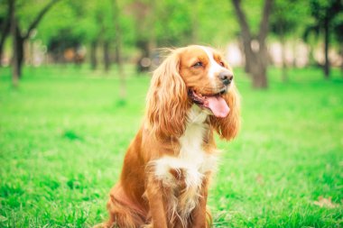 Spaniels insanın en iyi dostu yavru