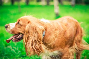 Spaniels insanın en iyi dostu yavru