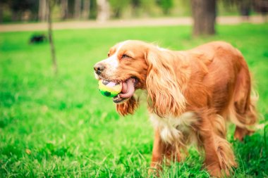 Spaniels insanın en iyi dostu yavru