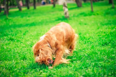 Spaniels insanın en iyi dostu yavru