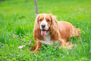 Spaniels insanın en iyi dostu yavru