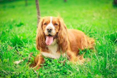 Spaniels insanın en iyi dostu yavru