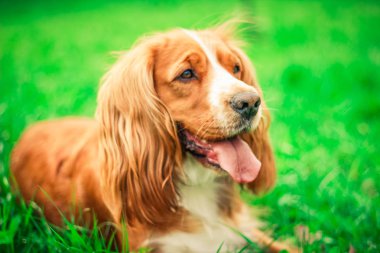 Spaniels insanın en iyi dostu yavru