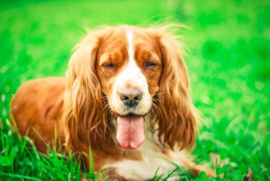 Spaniels insanın en iyi dostu yavru