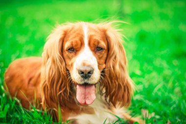 Spaniels insanın en iyi dostu yavru