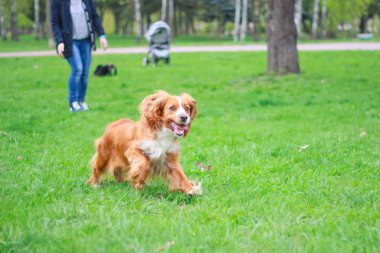 Spaniels insanın en iyi dostu yavru