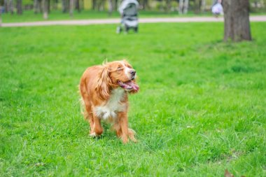 Spaniels insanın en iyi dostu yavru