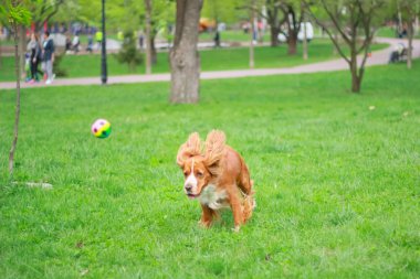 Spaniels insanın en iyi dostu yavru