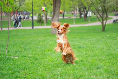 Spaniels insanın en iyi dostu yavru