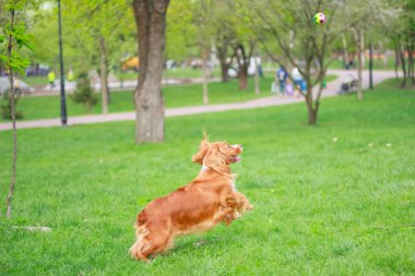 Spaniels insanın en iyi dostu yavru