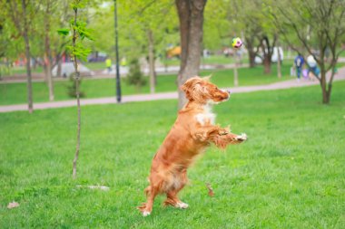 Spaniels insanın en iyi dostu yavru