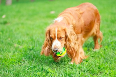 Spaniels insanın en iyi dostu yavru