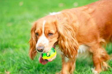 Spaniels insanın en iyi dostu yavru