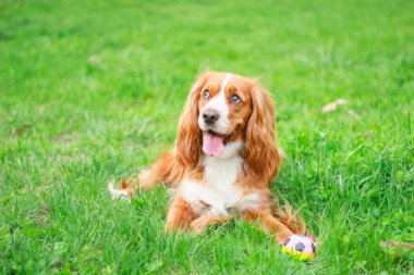 Spaniels insanın en iyi dostu yavru