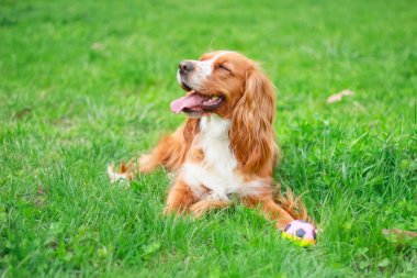 Spaniels insanın en iyi dostu yavru