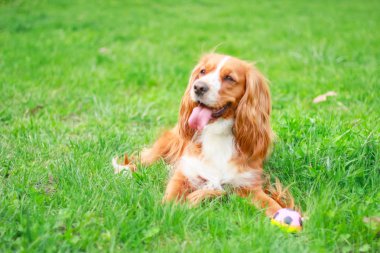 Spaniels insanın en iyi dostu yavru