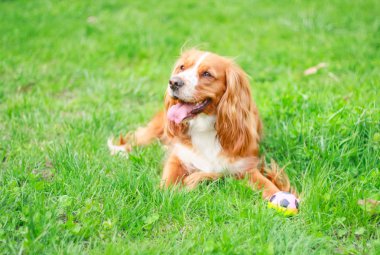 Spaniels insanın en iyi dostu yavru