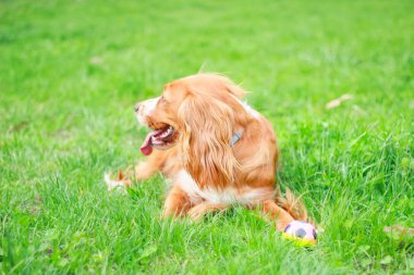 Spaniels insanın en iyi dostu yavru