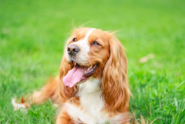 Spaniels insanın en iyi dostu yavru