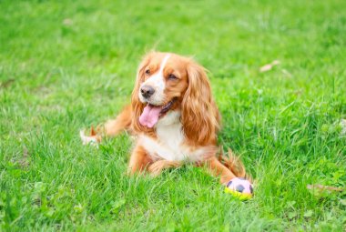Spaniels insanın en iyi dostu yavru