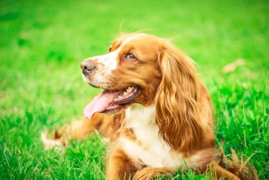 Spaniels insanın en iyi dostu yavru