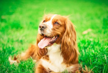 Spaniels insanın en iyi dostu yavru