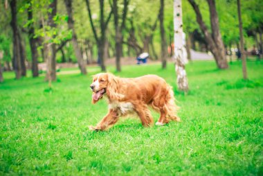 Spaniels insanın en iyi dostu yavru