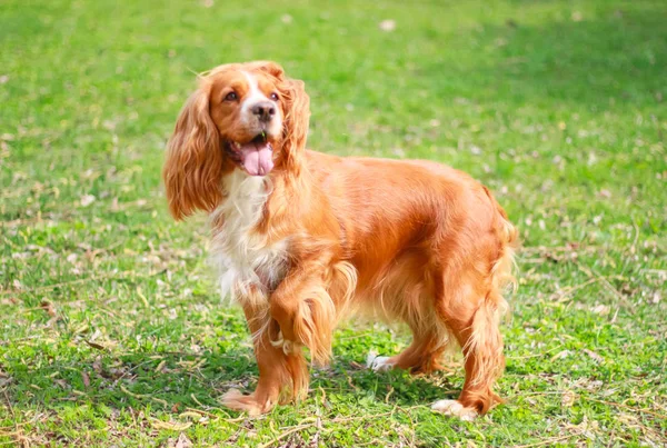 Meilleur Ami Cocker Spaniel — Photo