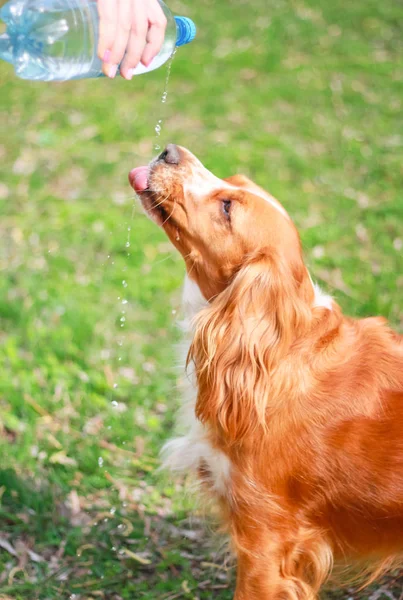 Yavru horoz İspanyol insanın en iyi dostu
