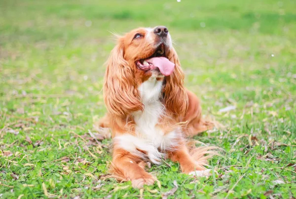 Meilleur Ami Cocker Spaniel — Photo