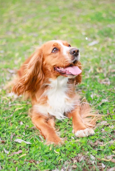 Cocker Spaniel Melhor Amigo Homem — Fotografia de Stock