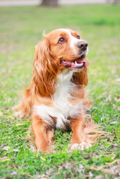 Cocker Spaniel Man Best Friend — Stock Photo, Image