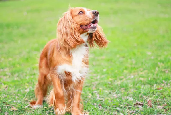 Meilleur Ami Cocker Spaniel — Photo