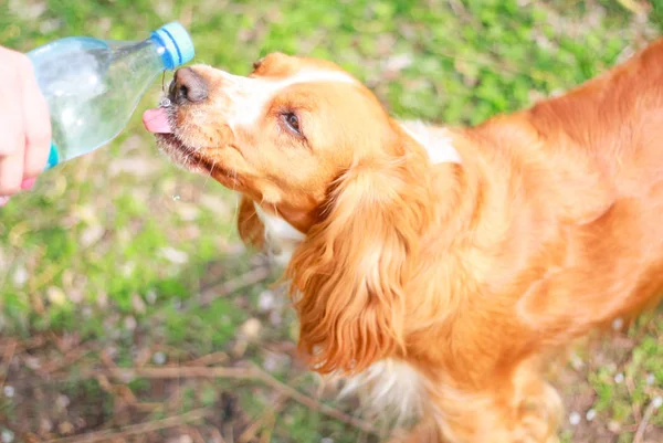 Yavru horoz İspanyol insanın en iyi dostu