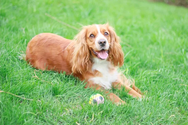 Spaniels Insanın Iyi Dostu Yavru — Stok fotoğraf