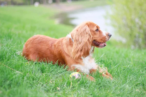 Cocker Spaniels Man Best Friend — Stock Photo, Image