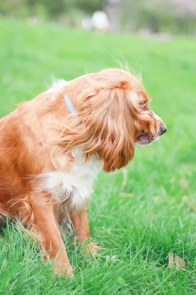 Cocker Spaniels Melhor Amigo Homem — Fotografia de Stock