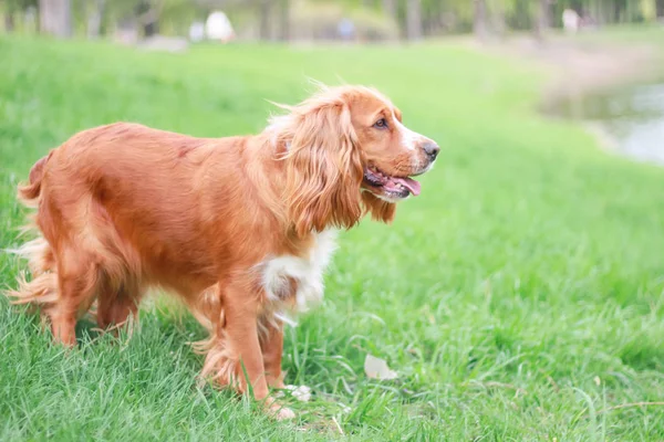 Cocker Spaniels Man Best Friend — Stock Photo, Image