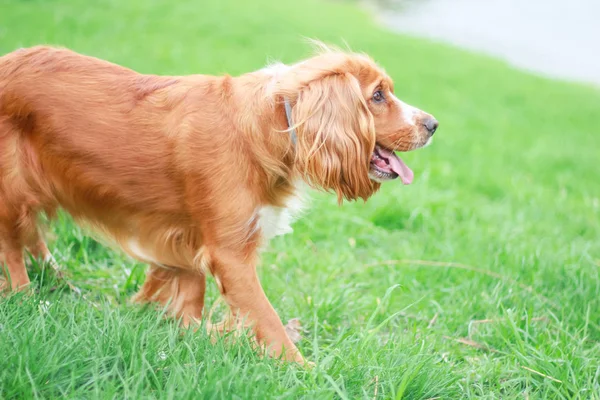 Cocker Spániel Ember Legjobb Barátja — Stock Fotó