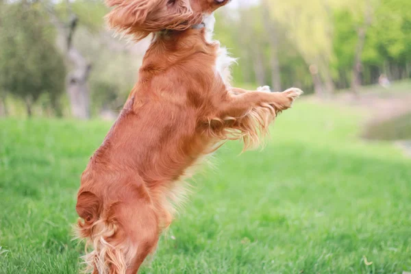 Cocker Spaniels Bester Freund — Stockfoto