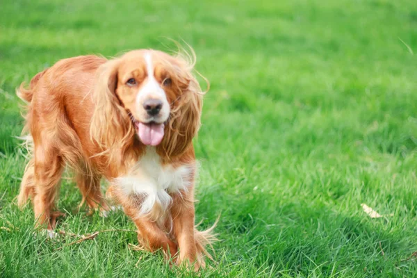 Spaniels Insanın Iyi Dostu Yavru — Stok fotoğraf