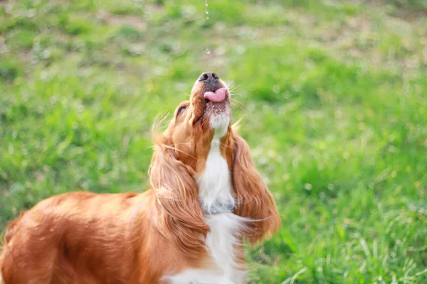 Cocker Spaniels Man Best Friend — Stock Photo, Image