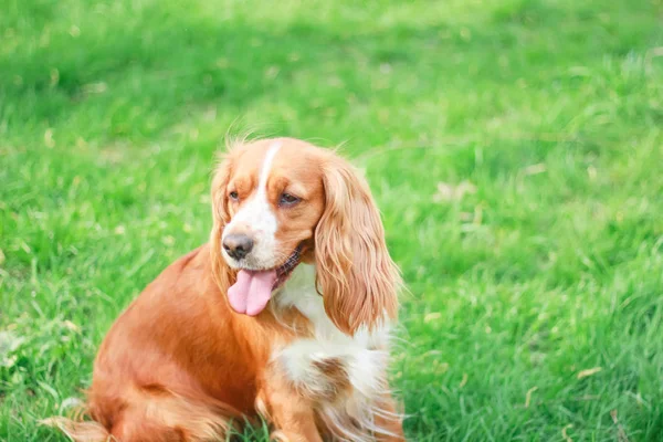 Cocker Spaniels Mejor Amigo Del Hombre — Foto de Stock